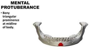 MENTAL
PROTUBERANCE
• Bony
triangular
prominence
at midline
of body.
 