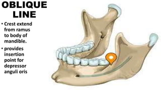 OBLIQUE
LINE
• Crest extend
from ramus
to body of
mandible.
• provides
insertion
point for
depressor
anguli oris
 
