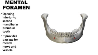 MENTAL
FORAMEN
• Opening
inferior to
second
mandibular
premolar
tooth
• It provides
passage for
mental
nerve and
vessels.
 