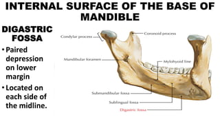 INTERNAL SURFACE OF THE BASE OF
MANDIBLE
DIGASTRIC
FOSSA
•Paired
depression
on lower
margin
•Located on
each side of
the midline.
 