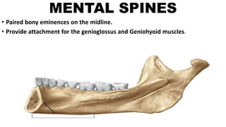 MENTAL SPINES
• Paired bony eminences on the midline.
• Provide attachment for the genioglossus and Geniohyoid muscles.
 