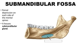 SUBMANDIBULAR FOSSA
• Paired
depression on
each side of
the mental
spines
• It houses
submandibular
gland.
 