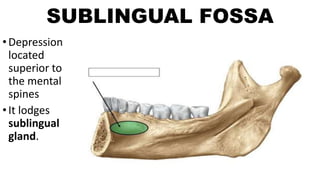 SUBLINGUAL FOSSA
•Depression
located
superior to
the mental
spines
•It lodges
sublingual
gland.
 