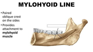 MYLOHYOID LINE
•Paired
oblique crest
on the sides
•Provides
attachment to
mylohyoid
muscle
 