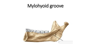 Mylohyoid groove
 
