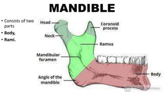 MANDIBLE
• Consists of two
parts
• Body,
• Rami.
 