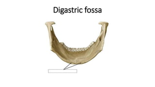 Digastric fossa
 