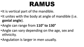RAMUS
•It is vertical part of the mandible.
•It unites with the body at angle of mandible (i.e.
gonial angle).
•Angle can range from 110° to 130°
•Angle can vary depending on the age, sex and
ethnicity.
•Angulation is larger in men usually.
 