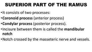 SUPERIOR PART OF THE RAMUS
•It consists of two processes:
•Coronoid process (anterior process)
•Condylar process (posterior process).
•Incisure between them is called the mandibular
notch
•Notch crossed by the masseteric nerve and vessels.
 