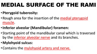 MEDIAL SURFACE OF THE RAMI
•Pterygoid tuberosity:
•Rough area for the insertion of the medial pterygoid
muscle.
•Inferior alveolar (Mandibular) foramen:
•Starting point of the mandibular canal which is traversed
by the inferior alveolar nerve and its branches.
•Mylohyoid sulcus:
•Contains the mylohyoid artery and nerve.
 