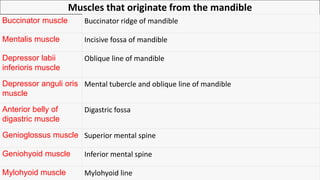 Muscles that originate from the mandible
Buccinator muscle Buccinator ridge of mandible
Mentalis muscle Incisive fossa of mandible
Depressor labii
inferioris muscle
Oblique line of mandible
Depressor anguli oris
muscle
Mental tubercle and oblique line of mandible
Anterior belly of
digastric muscle
Digastric fossa
Genioglossus muscle Superior mental spine
Geniohyoid muscle Inferior mental spine
Mylohyoid muscle Mylohyoid line
 