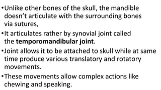 •Unlike other bones of the skull, the mandible
doesn’t articulate with the surrounding bones
via sutures,
•It articulates rather by synovial joint called
the temporomandibular joint.
•Joint allows it to be attached to skull while at same
time produce various translatory and rotatory
movements.
•These movements allow complex actions like
chewing and speaking.
 