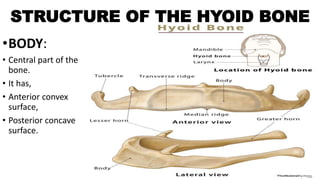 STRUCTURE OF THE HYOID BONE
•BODY:
• Central part of the
bone.
• It has,
• Anterior convex
surface,
• Posterior concave
surface.
 