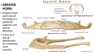 •GREATER
HORN:
• Projects from
each end of
the body in a
posterior,
superior and
lateral
direction.
• It acts as a
site of
attachment
for numerous
neck
muscles.
 