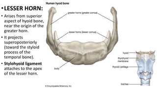 •LESSER HORN:
• Arises from superior
aspect of hyoid bone,
near the origin of the
greater horn.
• It projects
superoposteriorly
(toward the styloid
process of the
temporal bone).
• Stylohyoid ligament
attaches to the apex
of the lesser horn.
 