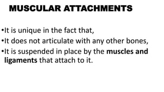MUSCULAR ATTACHMENTS
•It is unique in the fact that,
•It does not articulate with any other bones,
•It is suspended in place by the muscles and
ligaments that attach to it.
 