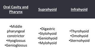 Oral Cavity and
Pharynx
Suprahyoid Infrahyoid
•Middle
pharyngeal
constrictor
•Hyoglossus
•Genioglossus
•Digastric
•Stylohyoid
•Geniohyoid
•Mylohyoid
•Thyrohyoid
•Omohyoid
•Sternohyoid
 