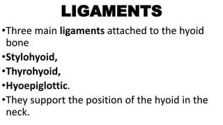 LIGAMENTS
•Three main ligaments attached to the hyoid
bone
•Stylohyoid,
•Thyrohyoid,
•Hyoepiglottic.
•They support the position of the hyoid in the
neck.
 
