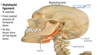 • Stylohyoid
ligament
It extends
• From styloid
process of
temporal
bone
• To the
lesser horn
of the hyoid
bone.
 