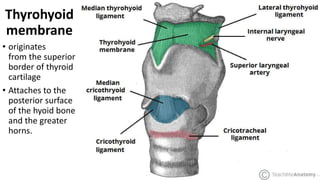 Thyrohyoid
membrane
• originates
from the superior
border of thyroid
cartilage
• Attaches to the
posterior surface
of the hyoid bone
and the greater
horns.
 