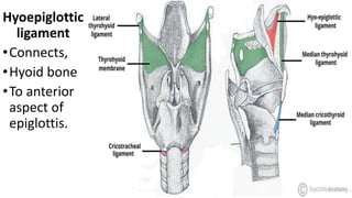 Hyoepiglottic
ligament
•Connects,
•Hyoid bone
•To anterior
aspect of
epiglottis.
 
