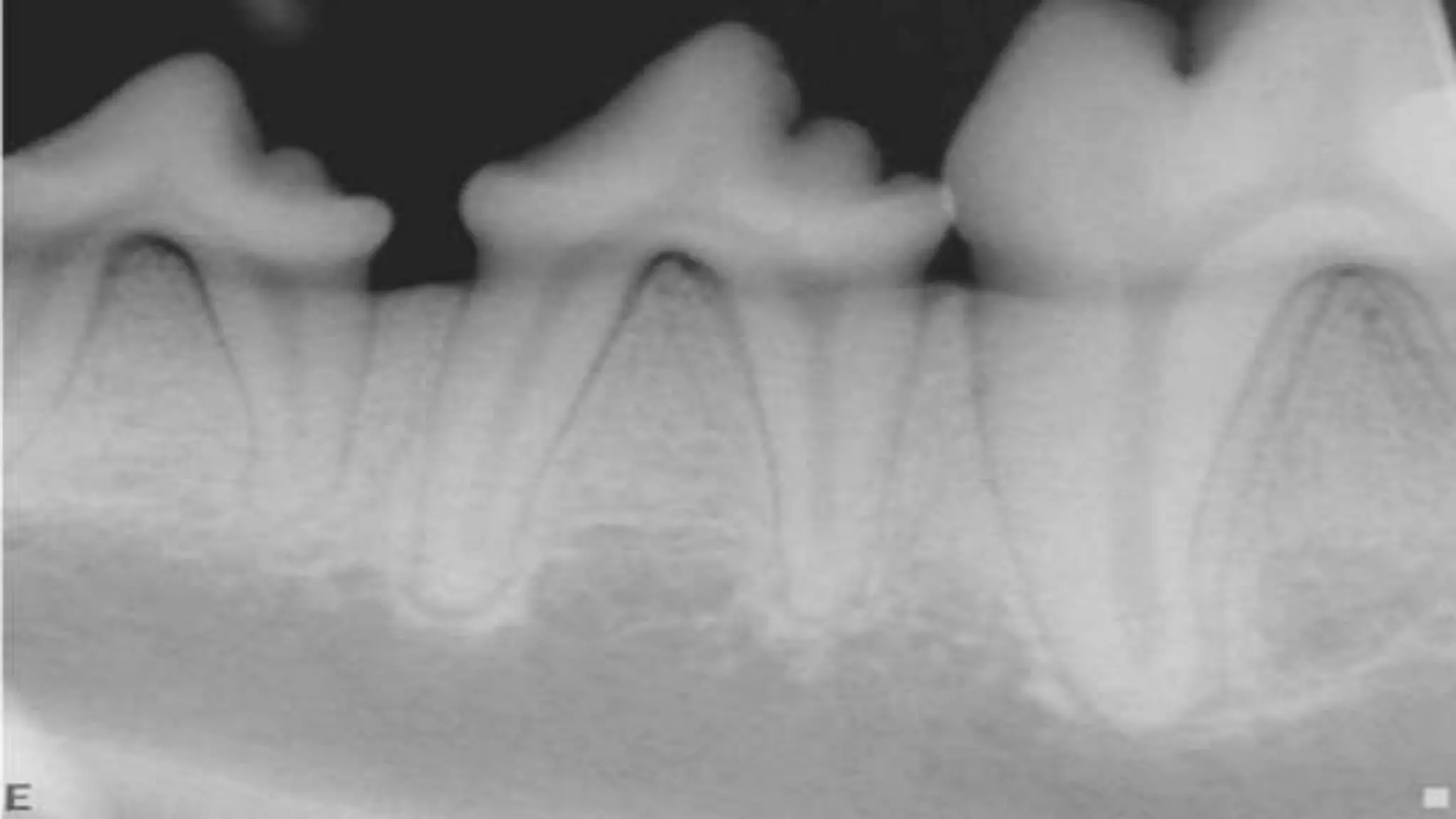 Radiology Canine mandible dental arcade.pptx