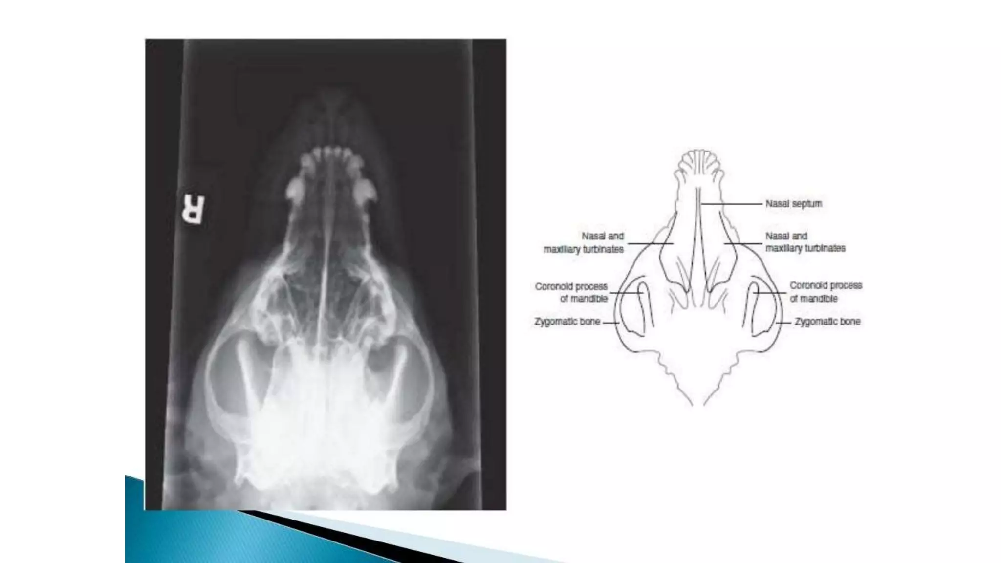 Radiology Canine mandible dental arcade.pptx