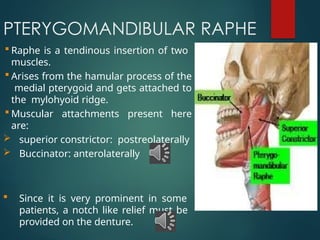 Mandible & Mandibular Denture anatomy1.pptx