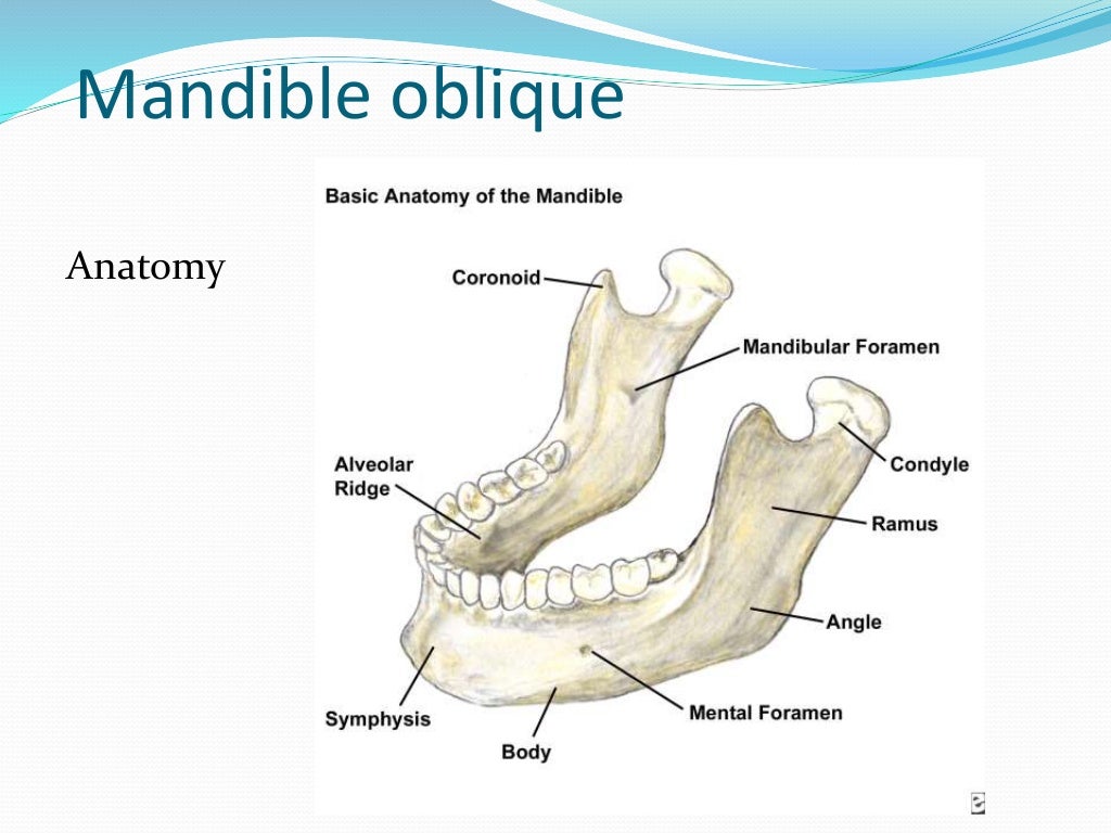 Mandible and maxilla oblique radiography