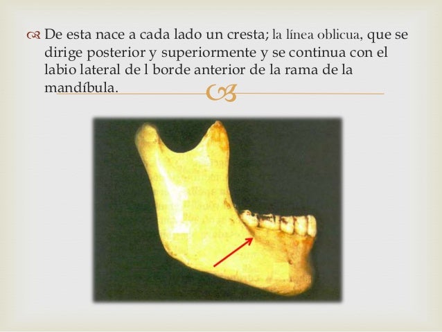 Mandibula