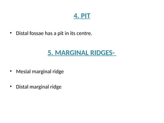 MANDIBULAR 1ST PREMOLAR dental anatomy ppt | PPTX