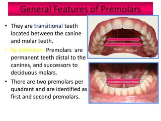 General Features of Premolars
• They are transitional teeth
located between the canine
and molar teeth.
• By definition: Premolars are
permanent teeth distal to the
canines, and successors to
deciduous molars.
• There are two premolars per
quadrant and are identified as
first and second premolars.
 