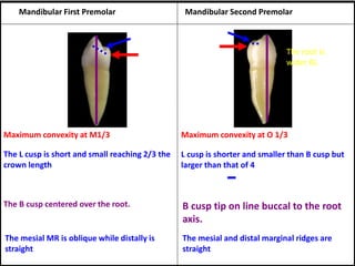 Maximum convexity at M1/3 Maximum convexity at O 1/3
B cusp tip on line buccal to the root
axis.
The mesial and distal marginal ridges are
straight
L cusp is shorter and smaller than B cusp but
larger than that of 4
The B cusp centered over the root.
The L cusp is short and small reaching 2/3 the
crown length
The mesial MR is oblique while distally is
straight
Mandibular First Premolar Mandibular Second Premolar
The root is
wider BL
 