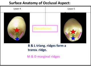 Surface Anatomy of Occlusal Aspect:
Elevations:
B & L triang. ridges form a
transv. ridge.
M & D marginal ridges
Lower 5
Two cusp type
Lower 4
 