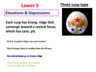 Elevations & Depressions
Each cusp has triang. ridge that
converge toward a central fossa,
which has cent. pit.
M & D marginal ridges are well marked.
No central devel. gr. or transv. ridge
Three cusp typeLower 5
Three devel. gr.(M,D, & L) radiate
from the cent. Pit : Y-shaped.
The D triang. fossa is smaller than the M one.
M D
 
