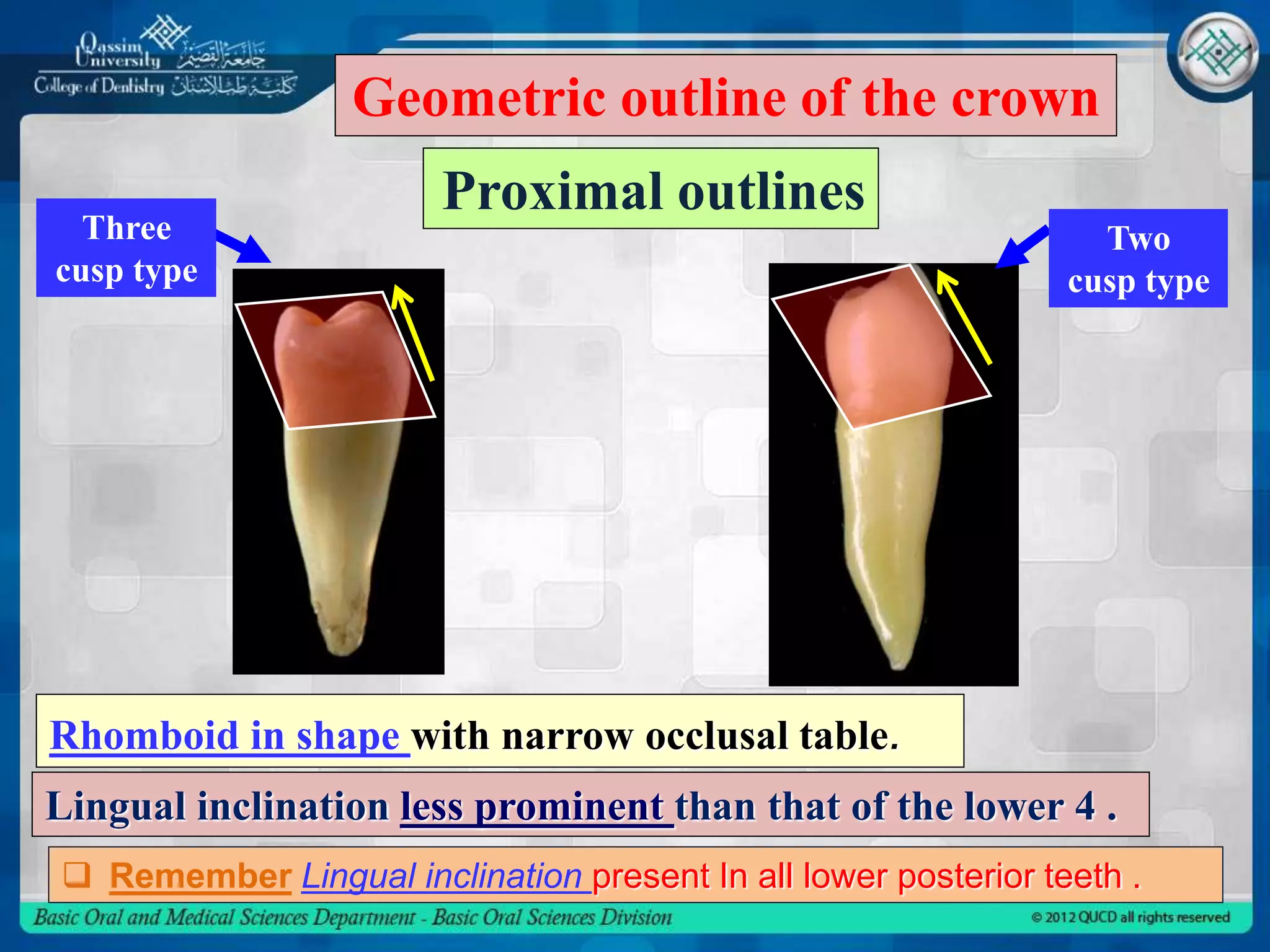 Proximal outlines
 Remember Lingual inclination present In all lower posterior teeth .
Rhomboid in shape with narrow occlusal table.
Lingual inclination less prominent than that of the lower 4 .
Geometric outline of the crown
Two
cusp type
Three
cusp type
 