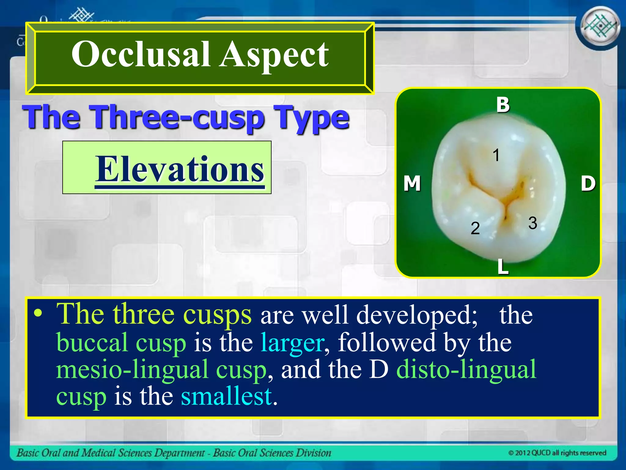 • The three cusps are well developed; the
buccal cusp is the larger, followed by the
mesio-lingual cusp, and the D disto-lingual
cusp is the smallest.
Occlusal Aspect
The Three-cusp Type
B
L
M DElevations
1
2 3
 