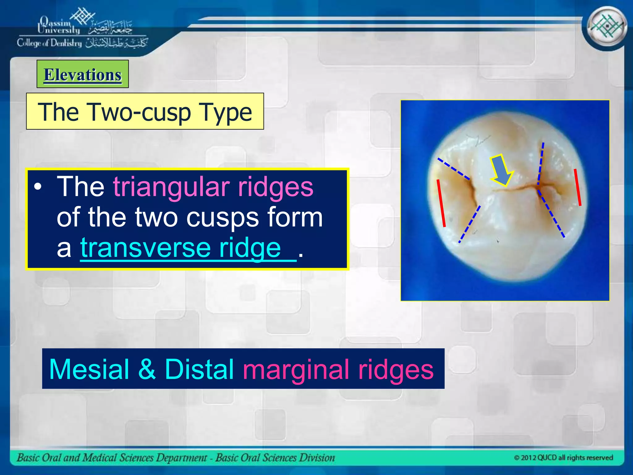 • The triangular ridges
of the two cusps form
a transverse ridge .
The Two-cusp Type
Mesial & Distal marginal ridges
Elevations
 