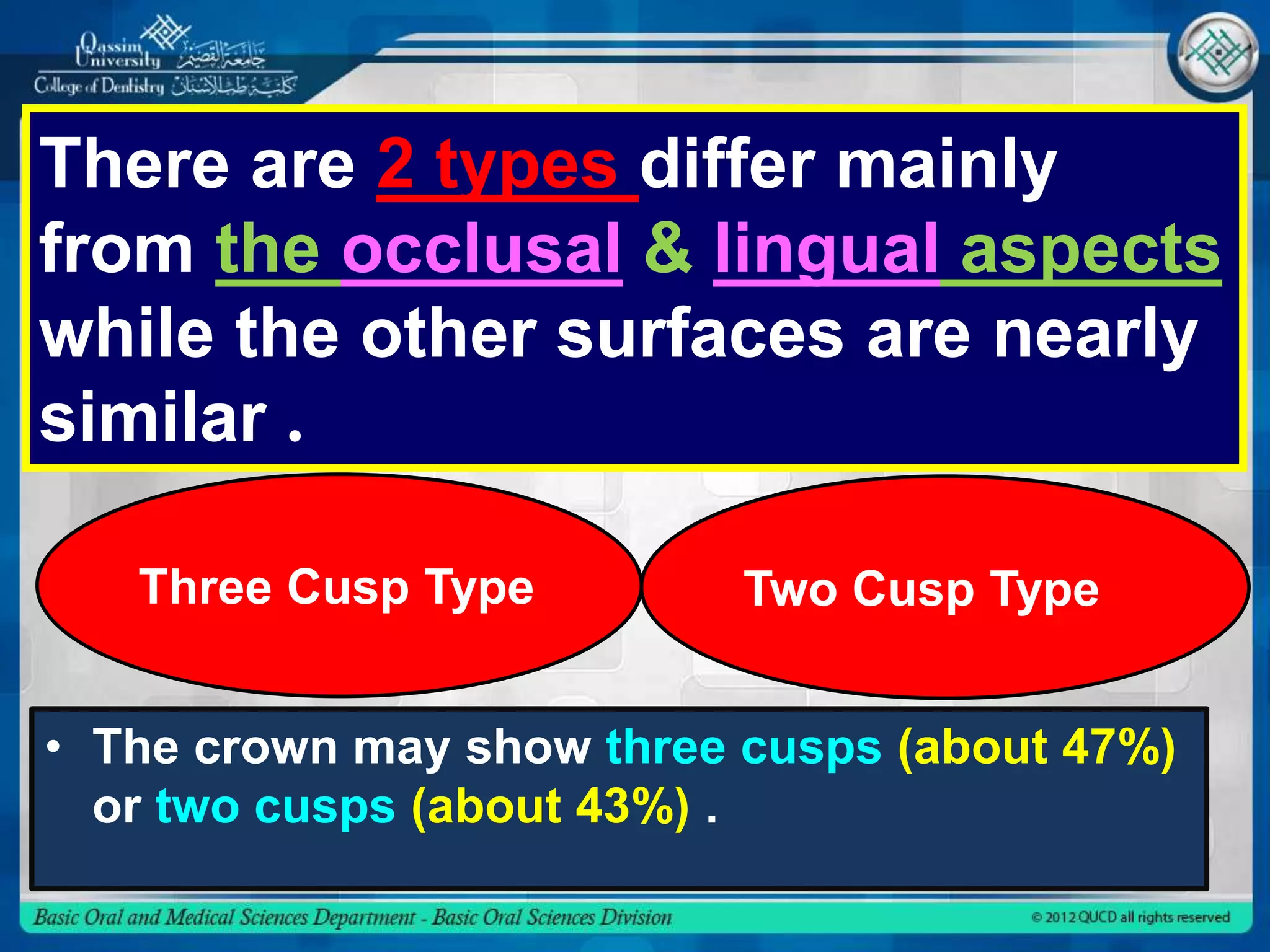There are 2 types differ mainly
from the occlusal & lingual aspects
while the other surfaces are nearly
similar .
Three Cusp Type Two Cusp Type
• The crown may show three cusps (about 47%)
or two cusps (about 43%) .
 
