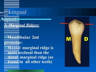 Marginal Ridge Premolar Mandibular 2nd Premolars and comparison with 1st premolar.pptx