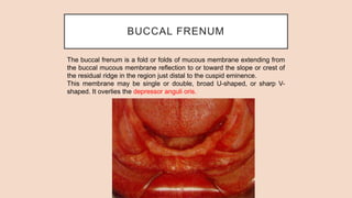 BUCCAL FRENUM
The buccal frenum is a fold or folds of mucous membrane extending from
the buccal mucous membrane reflection to or toward the slope or crest of
the residual ridge in the region just distal to the cuspid eminence.
This membrane may be single or double, broad U-shaped, or sharp V-
shaped. It overlies the depressor anguli oris.
 