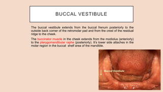 BUCCAL VESTIBULE
The buccal vestibule extends from the buccal frenum posteriorly to the
outside back corner of the retromolar pad and from the crest of the residual
ridge to the cheek.
The buccinator muscle in the cheek extends from the modiolus (anteriorly)
to the pterygomandibular raphe (posteriorly). It’s lower side attaches in the
molar region in the buccal shelf area of the mandible.
 
