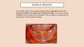 MIDDLE REGION
The middle region of the alveolo-lingual sulcus extends from the pre
mylohyoid fossa to the distal end of mylohyoid ridge. The sulcus curves
medially from the body of the mandible. The curvature is caused by the
prominence of the mylohyoid ridge.
 