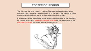 POSTERIOR REGION
The third and the most posterior region of the alveolo-lingual sulcus is the
retro-mylohyoid space or fossa it extends from the end of the mylohyoid ridge
to the retro-mylohyoid curtain. It is also called lateral throat form.
It is bounded on the lingual side by the anterior tonsillar pillar, at the distal end
by the retro-mylohyoid superior constrictor muscles on the buccal side by the
mylohyoid muscles, the ramus and the retromolar pad.
 