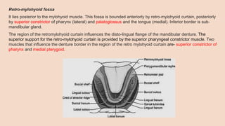 Retro-mylohyoid fossa
It lies posterior to the mylohyoid muscle. This fossa is bounded anteriorly by retro-mylohyoid curtain, posteriorly
by superior constrictor of pharynx (lateral) and palatoglossus and the tongue (medial). Inferior border is sub-
mandibular gland.
The region of the retromylohyoid curtain influences the disto-lingual flange of the mandibular denture. The
superior support for the retro-mylohyoid curtain is provided by the superior pharyngeal constrictor muscle. Two
muscles that influence the denture border in the region of the retro mylohyoid curtain are- superior constrictor of
pharynx and medial pterygoid.
 