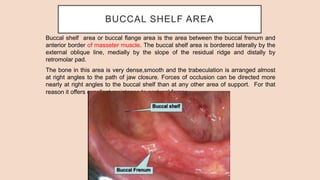 BUCCAL SHELF AREA
Buccal shelf area or buccal flange area is the area between the buccal frenum and
anterior border of masseter muscle. The buccal shelf area is bordered laterally by the
external oblique line, medially by the slope of the residual ridge and distally by
retromolar pad.
The bone in this area is very dense,smooth and the trabeculation is arranged almost
at right angles to the path of jaw closure. Forces of occlusion can be directed more
nearly at right angles to the buccal shelf than at any other area of support. For that
reason it offers excellent resistance to occlusal forces.
 