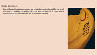 Clinical Significance:
• Some fibers of buccinator muscle are located under the buccal flange which
run anterioposteriorly paralleling the bone and the denture. For this reason
contraction of this muscle does not lift the lower denture.
 