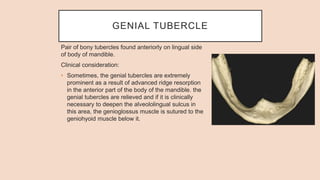 GENIAL TUBERCLE
Pair of bony tubercles found anteriorly on lingual side
of body of mandible.
Clinical consideration:
• Sometimes, the genial tubercles are extremely
prominent as a result of advanced ridge resorption
in the anterior part of the body of the mandible. the
genial tubercles are relieved and if it is clinically
necessary to deepen the alveololingual sulcus in
this area, the genioglossus muscle is sutured to the
geniohyoid muscle below it.
 