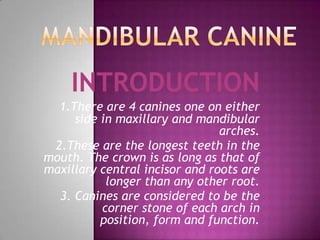 INTRODUCTION
1.There are 4 canines one on either
side in maxillary and mandibular
arches.
2.These are the longest teeth in the
mouth. The crown is as long as that of
maxillary central incisor and roots are
longer than any other root.
3. Canines are considered to be the
corner stone of each arch in
position, form and function.
 