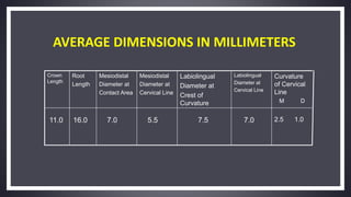 AVERAGE DIMENSIONS IN MILLIMETERS
2.5 1.07.07.55.57.016.011.0
Curvature
of Cervical
Line
M D
Labiolingual
Diameter at
Cervical Line
Labiolingual
Diameter at
Crest of
Curvature
Mesiodistal
Diameter at
Cervical Line
Mesiodistal
Diameter at
Contact Area
Root
Length
Crown
Length
 